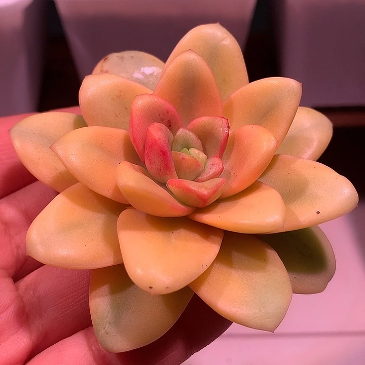 葡萄锦锦锦锦锦锦锦