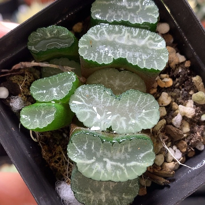 布袋玉扇，带盆土中led