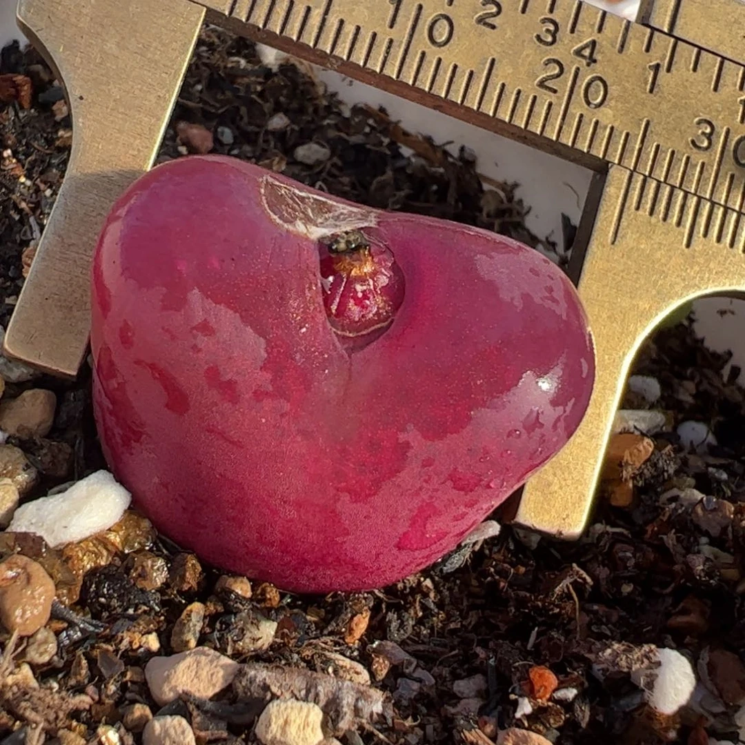 2.5厘米超级紫毛多肉植物百科