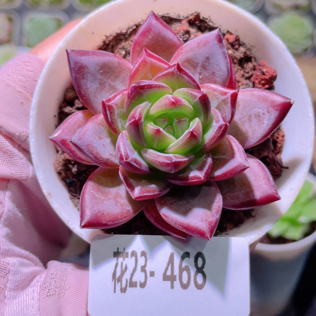 花利美23-468醉霞