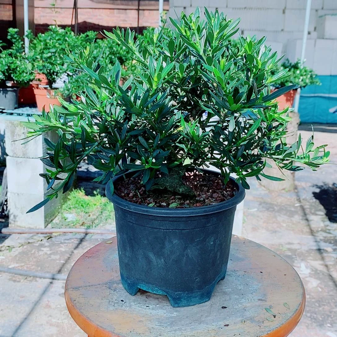 大部分花苞少量开放?***?