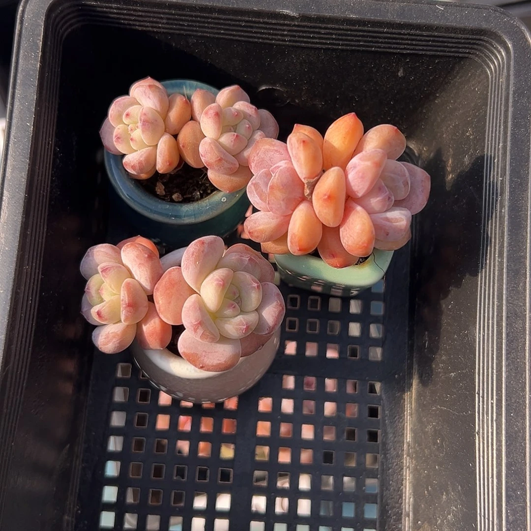 2280，三个紫梦露带盆发