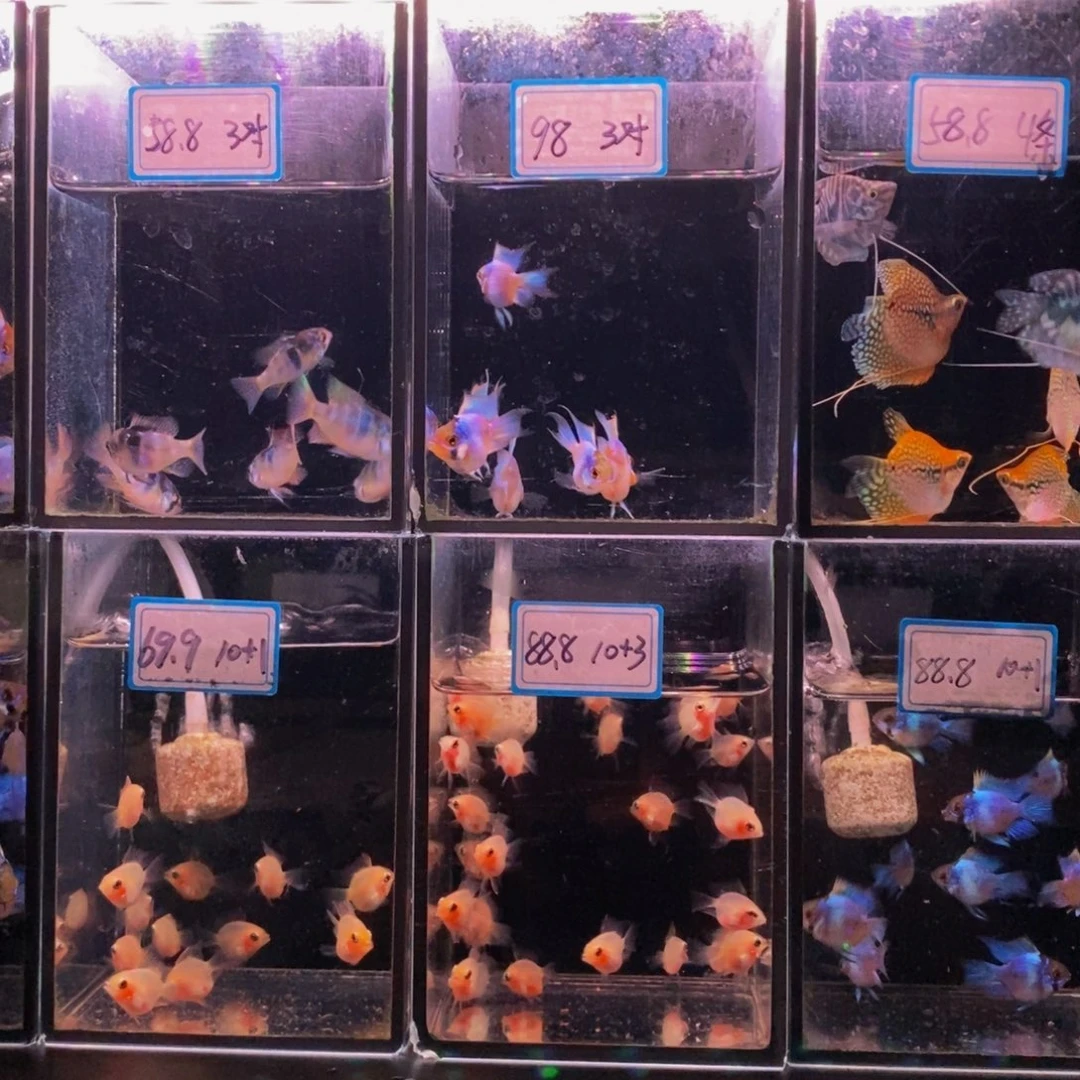 橙***琳短鲷鱼马甲四条球