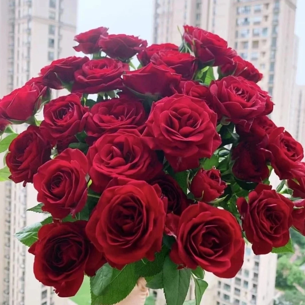 【中国红】玫瑰月季栽地栽耐热耐寒花苗带花苞花卉（陶瓷盆不可用）