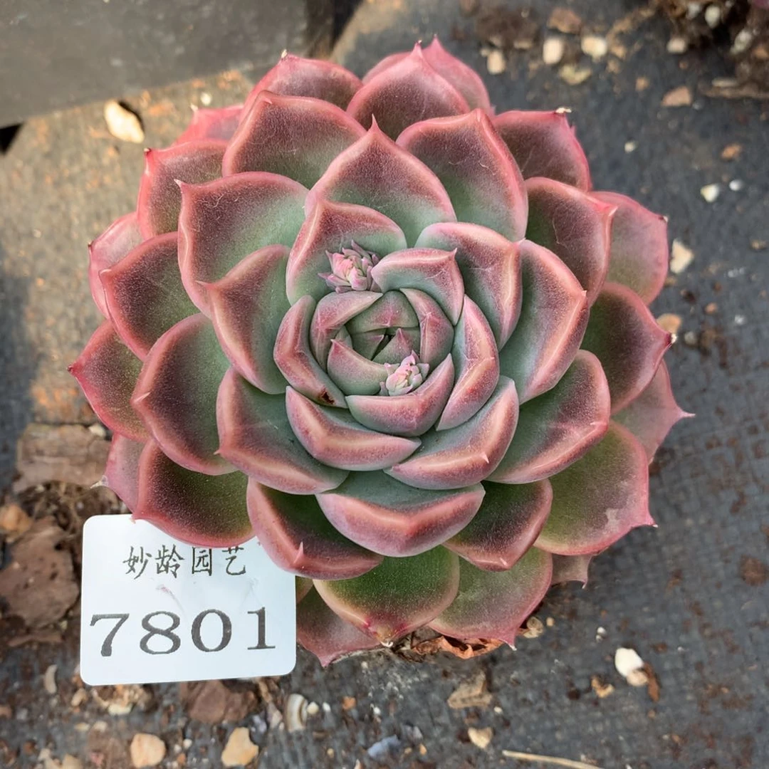7801杂交多肉老桩