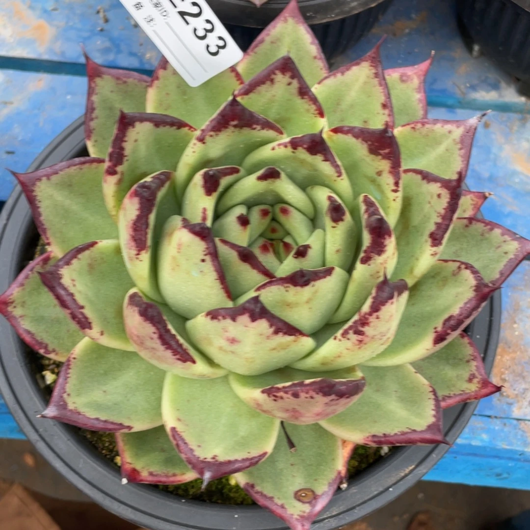 狐***我无花朵若如东云单拍E233