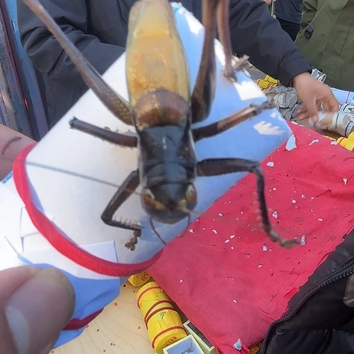 万***！蝈蝈哈哈哈哈哈哈