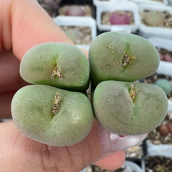 老马生石花空卡佛1530