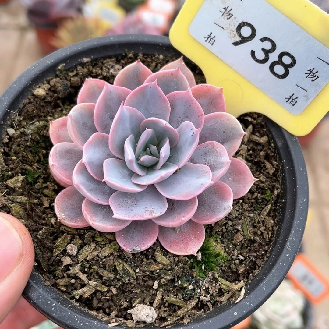 【闪购商品】938号