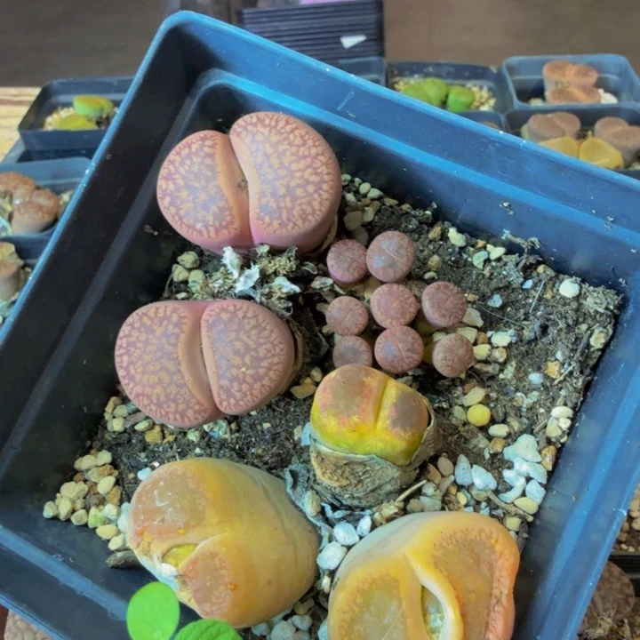 毒*多肉葡萄的季节性184