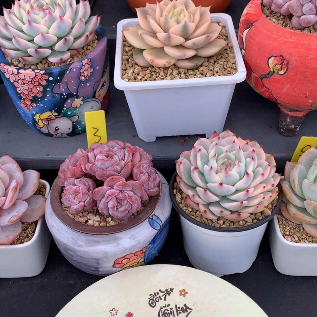 一***花我们家的小姐姐们