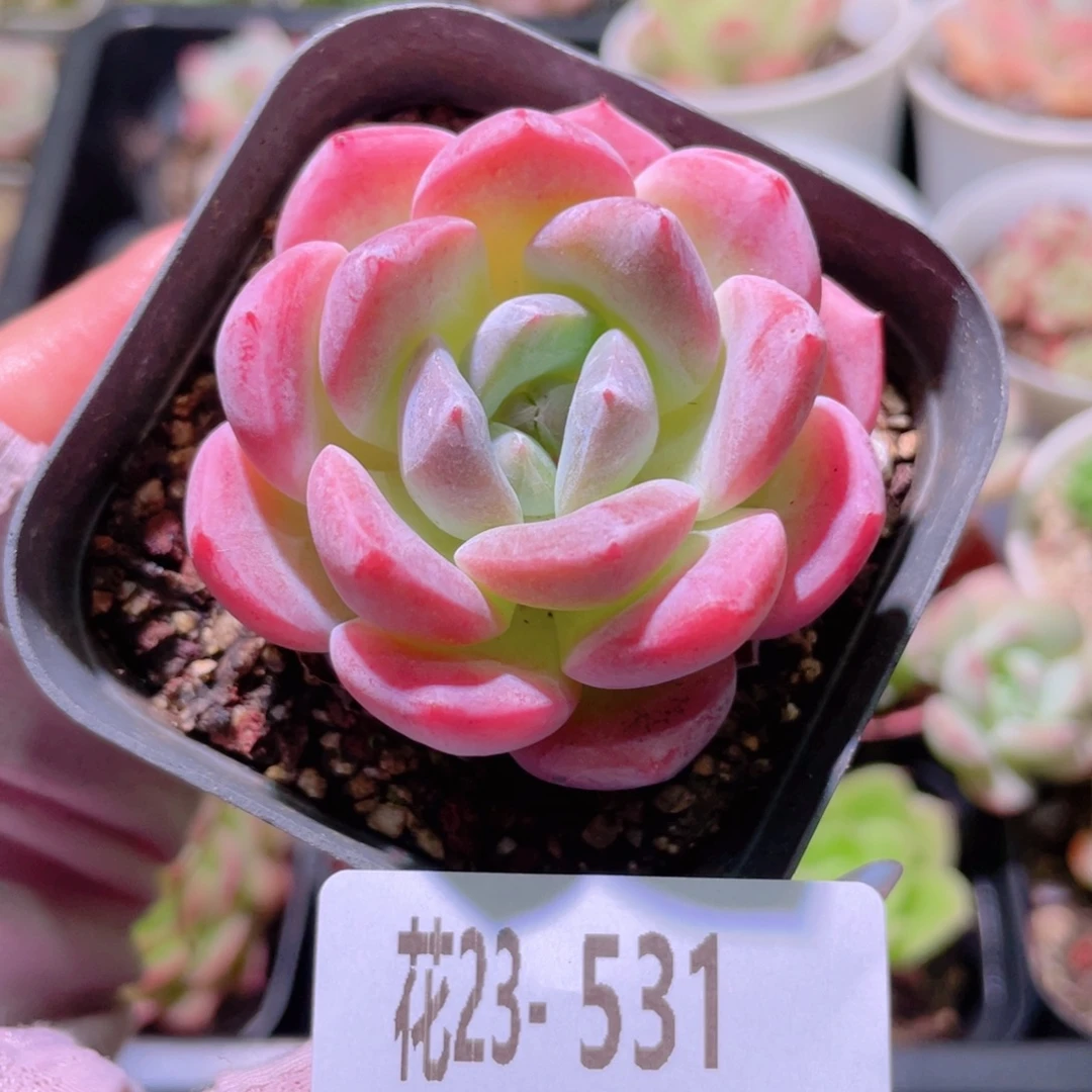 花利美23-531冰糖