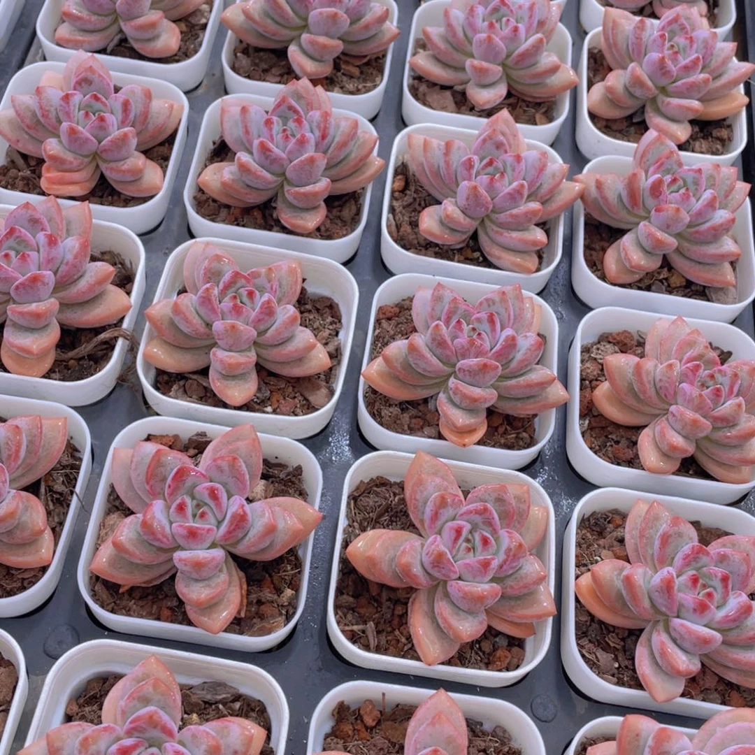 量拍71号 叠叶知否单头一个