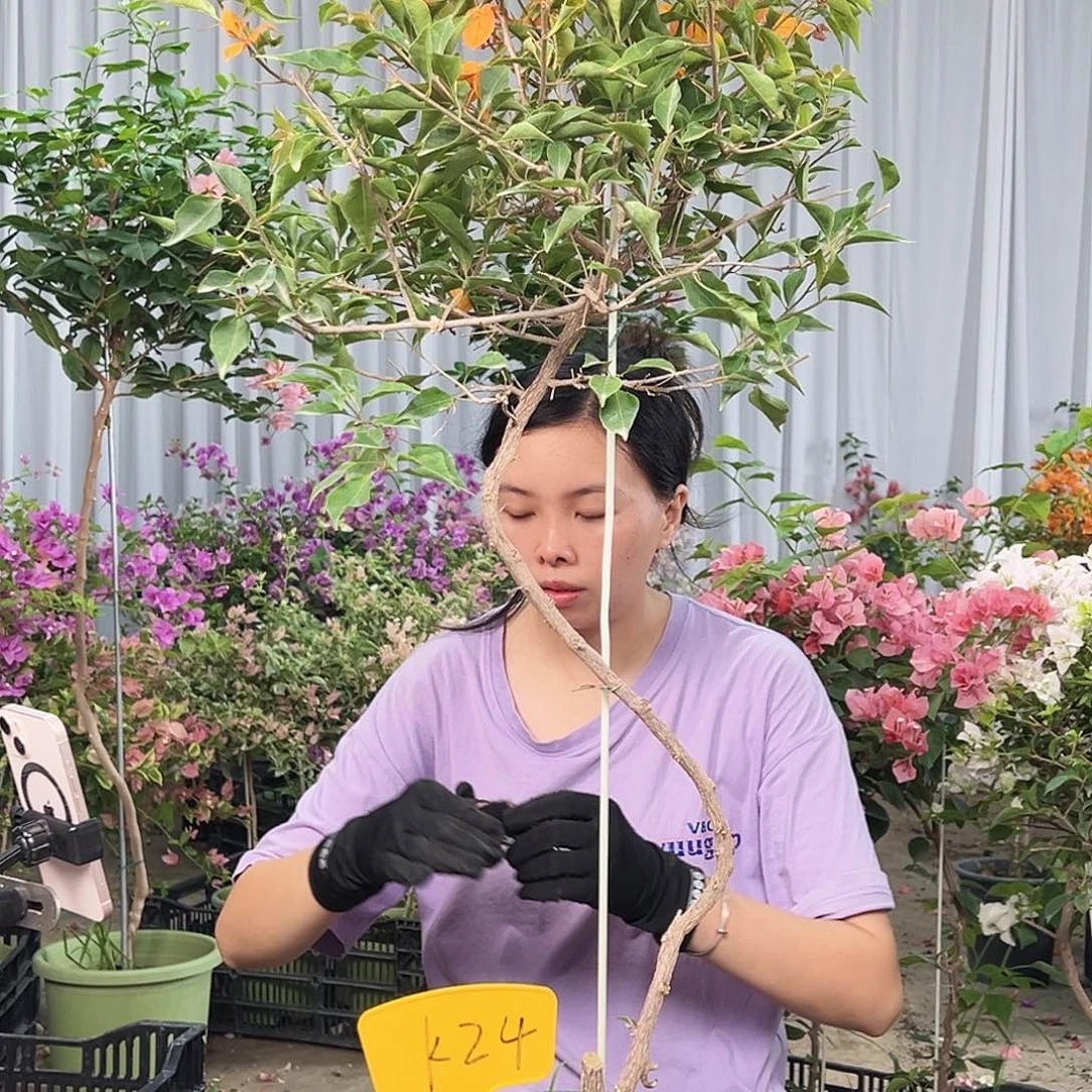 我***猫完全开放K24橙桑巴