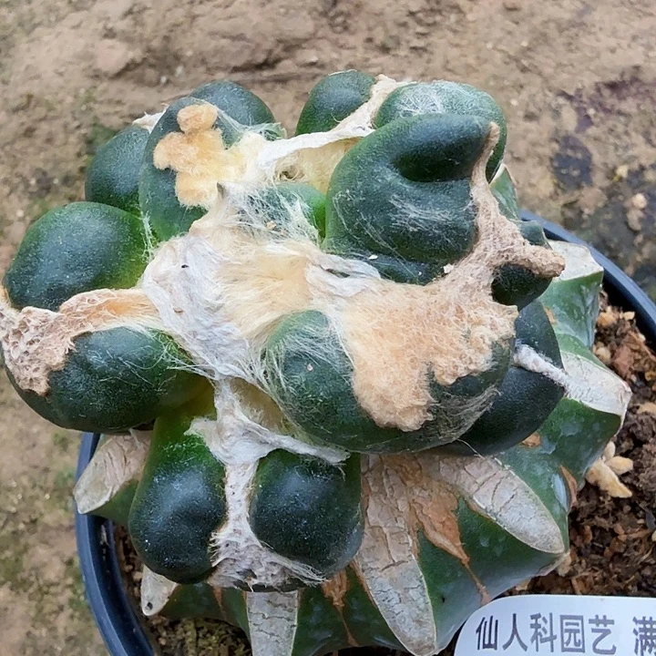 3***9无花朵118连瓷乱蛋牡丹东四
