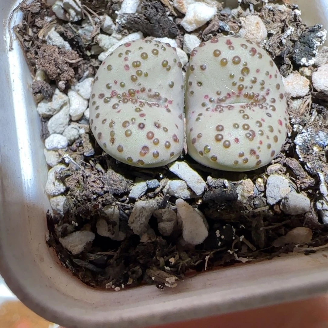 、****肉锥多肉植物组合-734