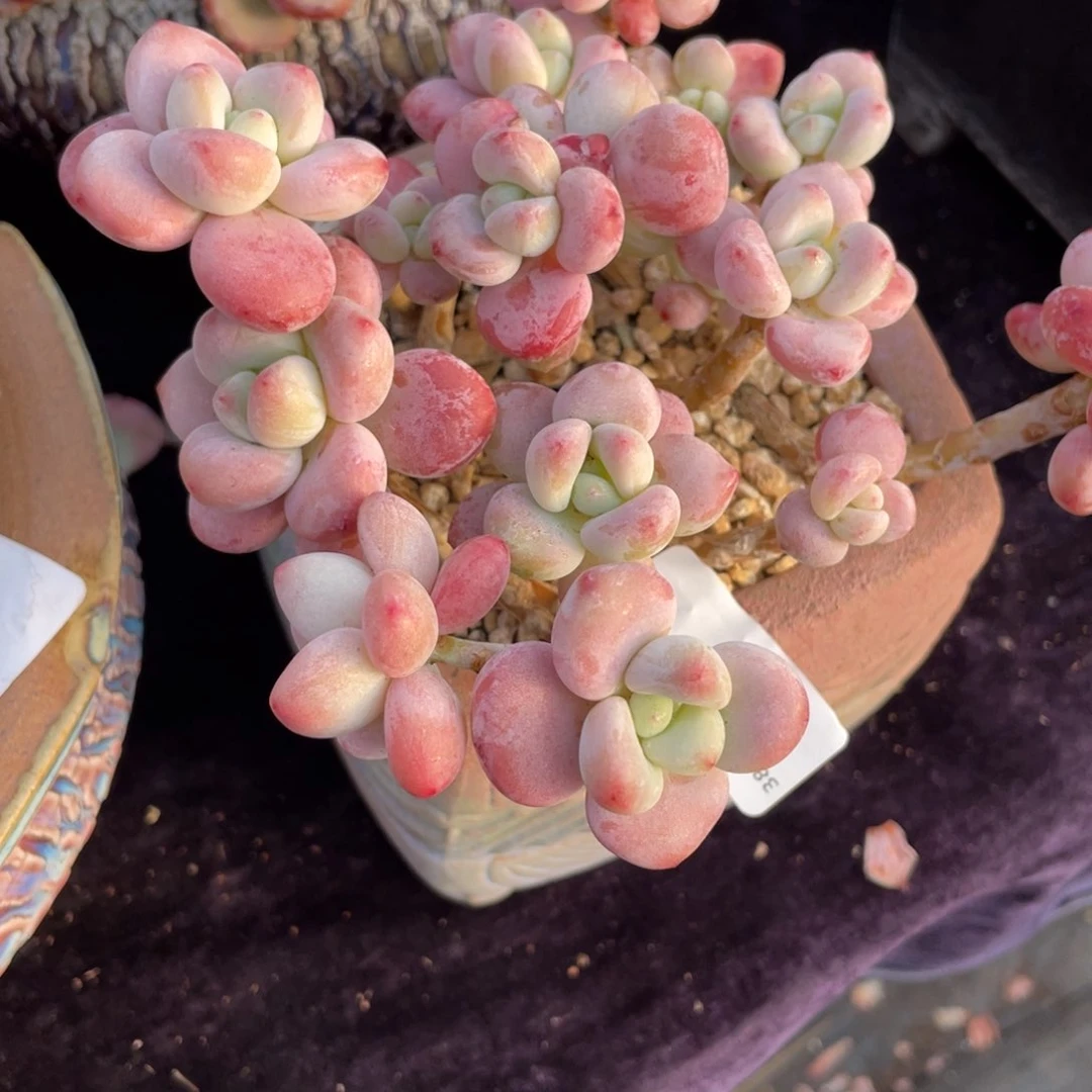 醉*风518洛神群生多肉植物