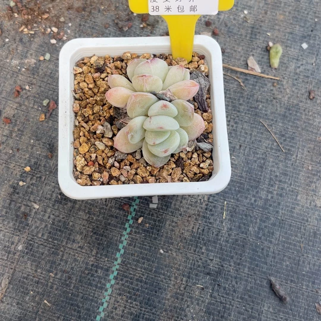 灰*狼多肉植物1111111