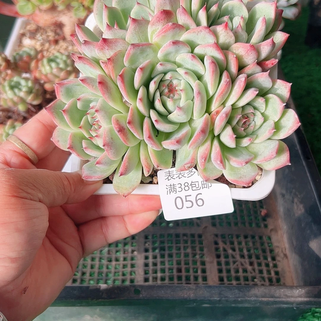 多肉一物一拍植物056