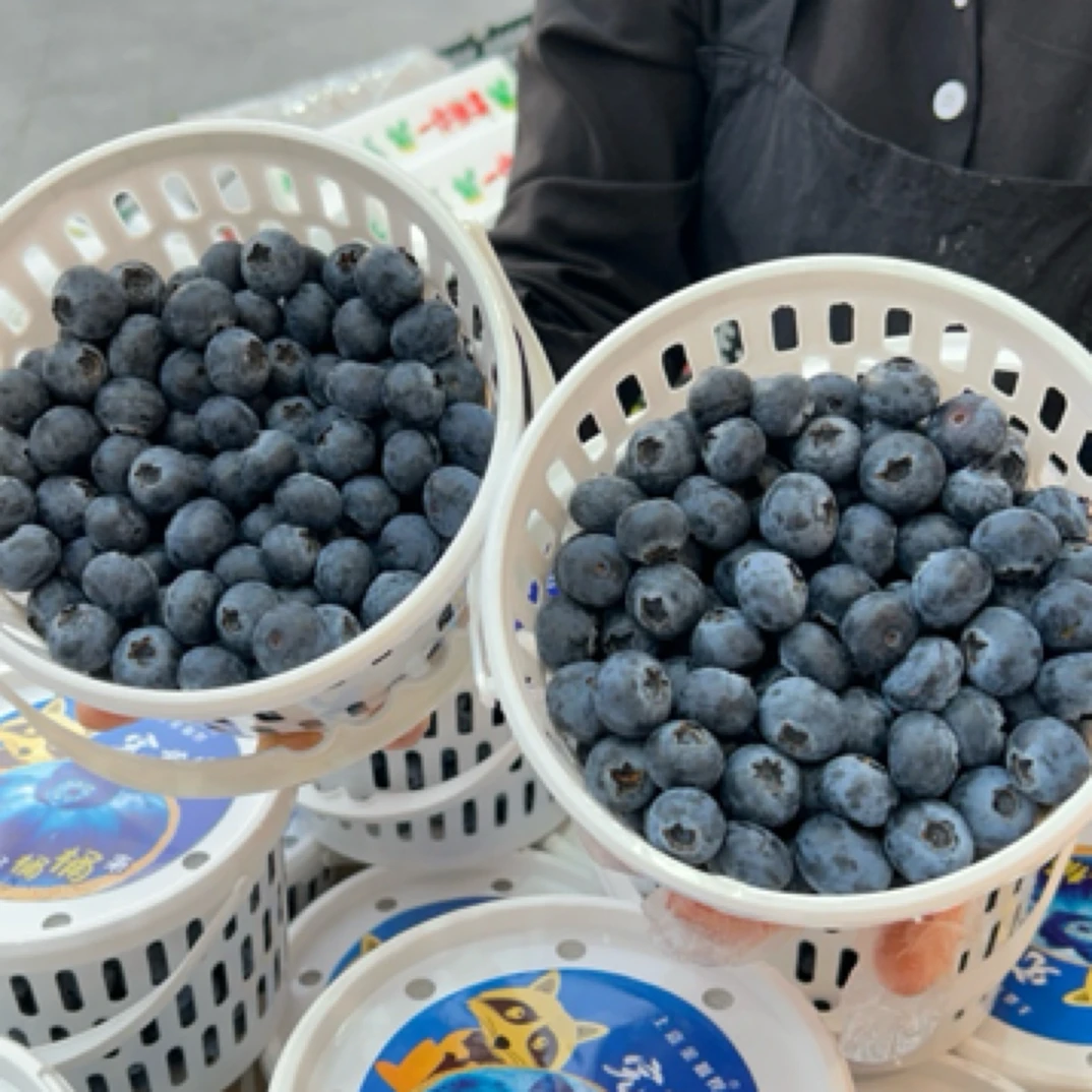 金狐狸15➕桶装蓝莓 云南产地 花香脆甜