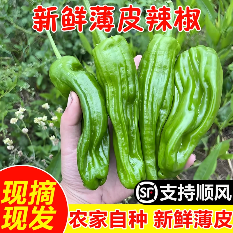 苏北农家现摘新鲜青椒薄皮微辣辣椒时令蔬菜虎皮菜椒