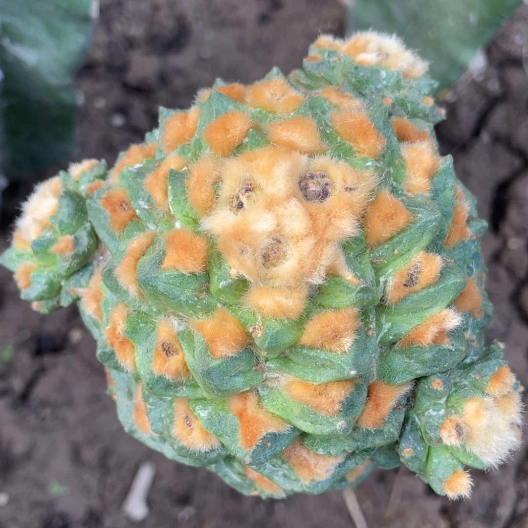 全部花朵陀螺 金毛838