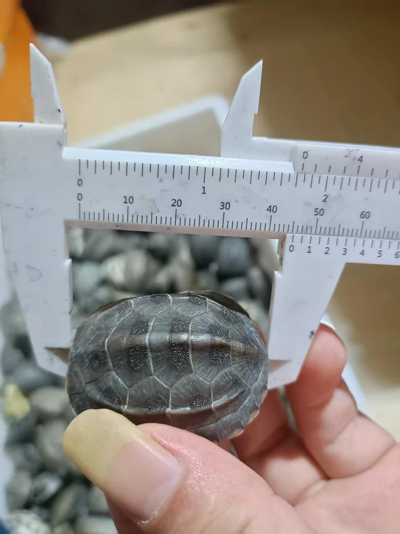 4只4cm-5cm的草龟非常便宜包全品拍开箱视频再包一个星期风险