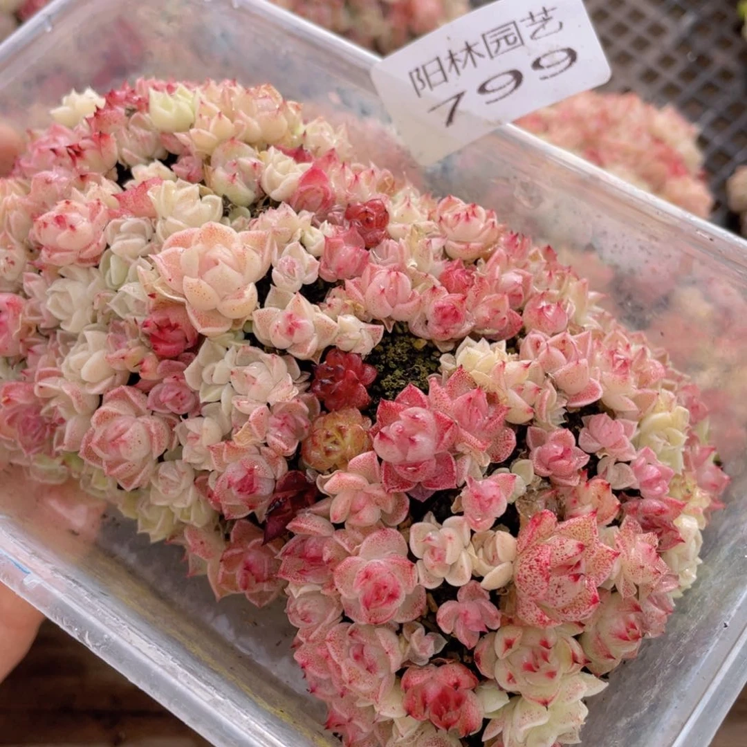 多肉植物多肉植物799