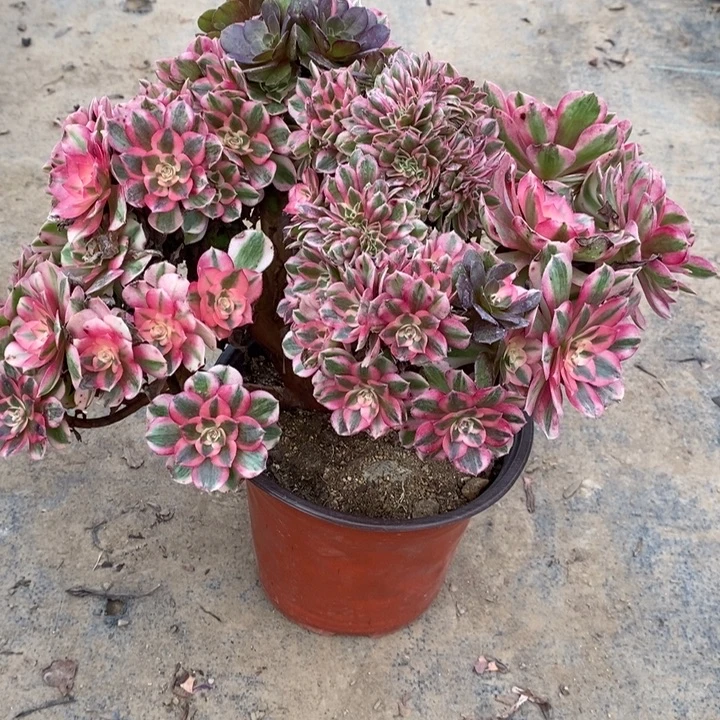 倾城缀26多肉植物法师法师