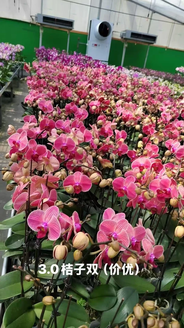 双梗桔子蝴蝶兰，单颗叶子带瑕疵嗮斑