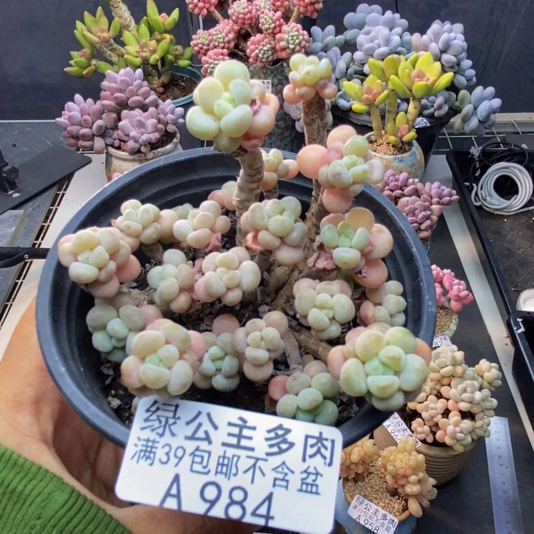 984花朵鱼子酱多肉7c m