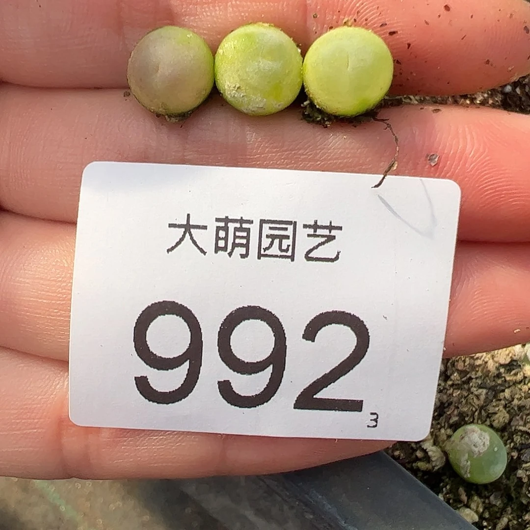 0000992量拍日系红皮拉登3颗尺寸0.7上下