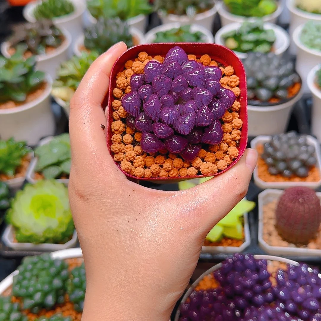 紫宝石冰灯玉露，原盆，人工上色