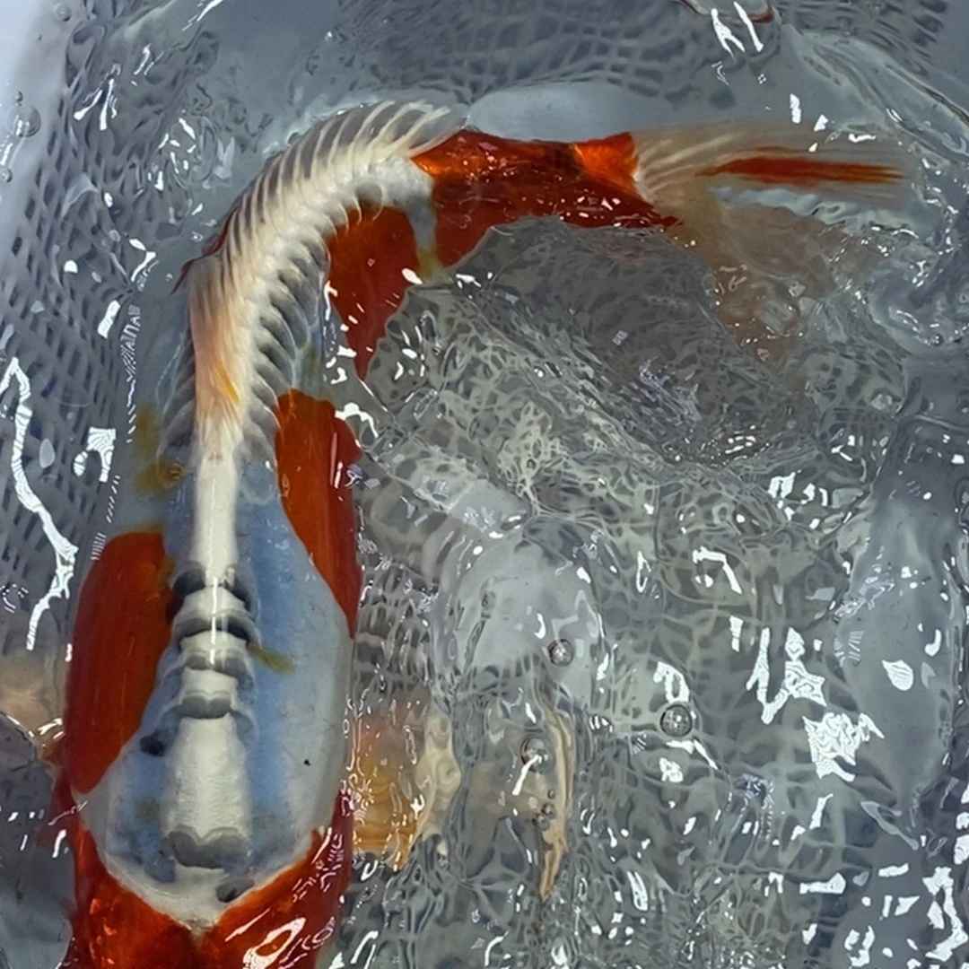 锦鲤冷水锦鲤包邮