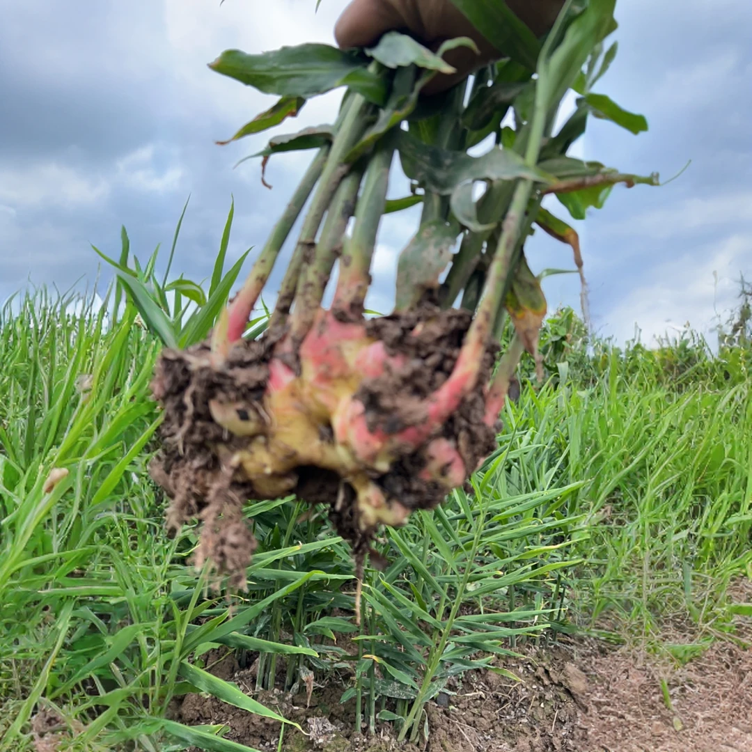 磐安五指生姜新鲜仔姜