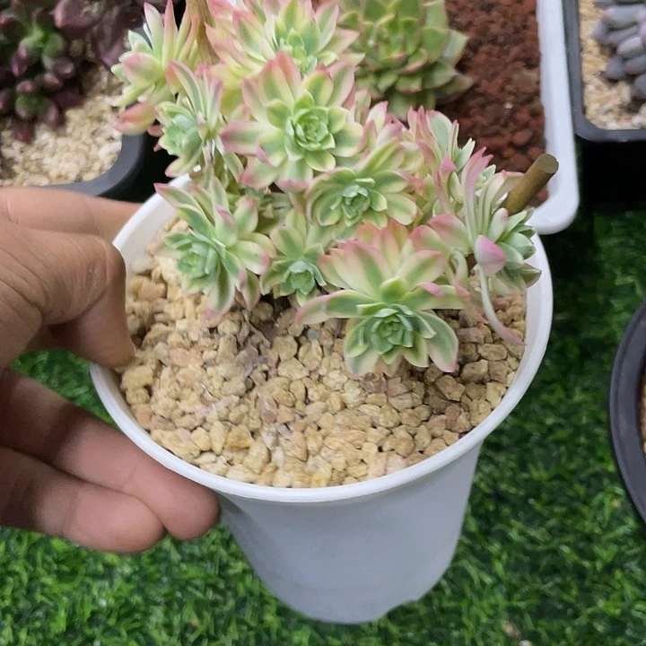 博化妆锦缀化哦哦哦哦