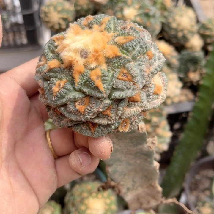 龟甲牡丹三角嫁接