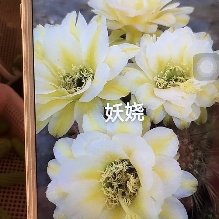 妖娆侧芽5公分左右毛花柱（20包邮）
