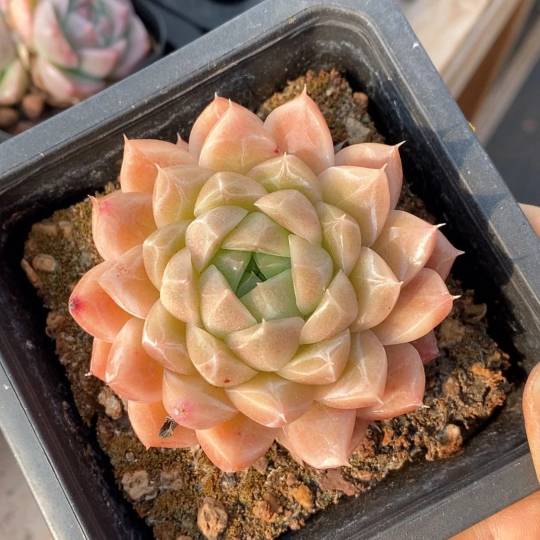 精品多肉一物一拍不包整72