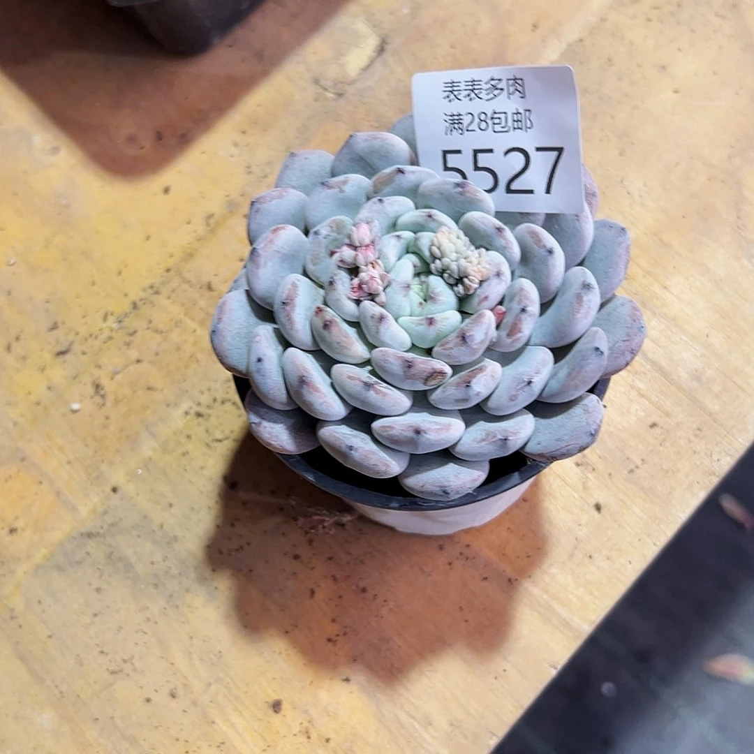 9号L****女我们的确是一个5527