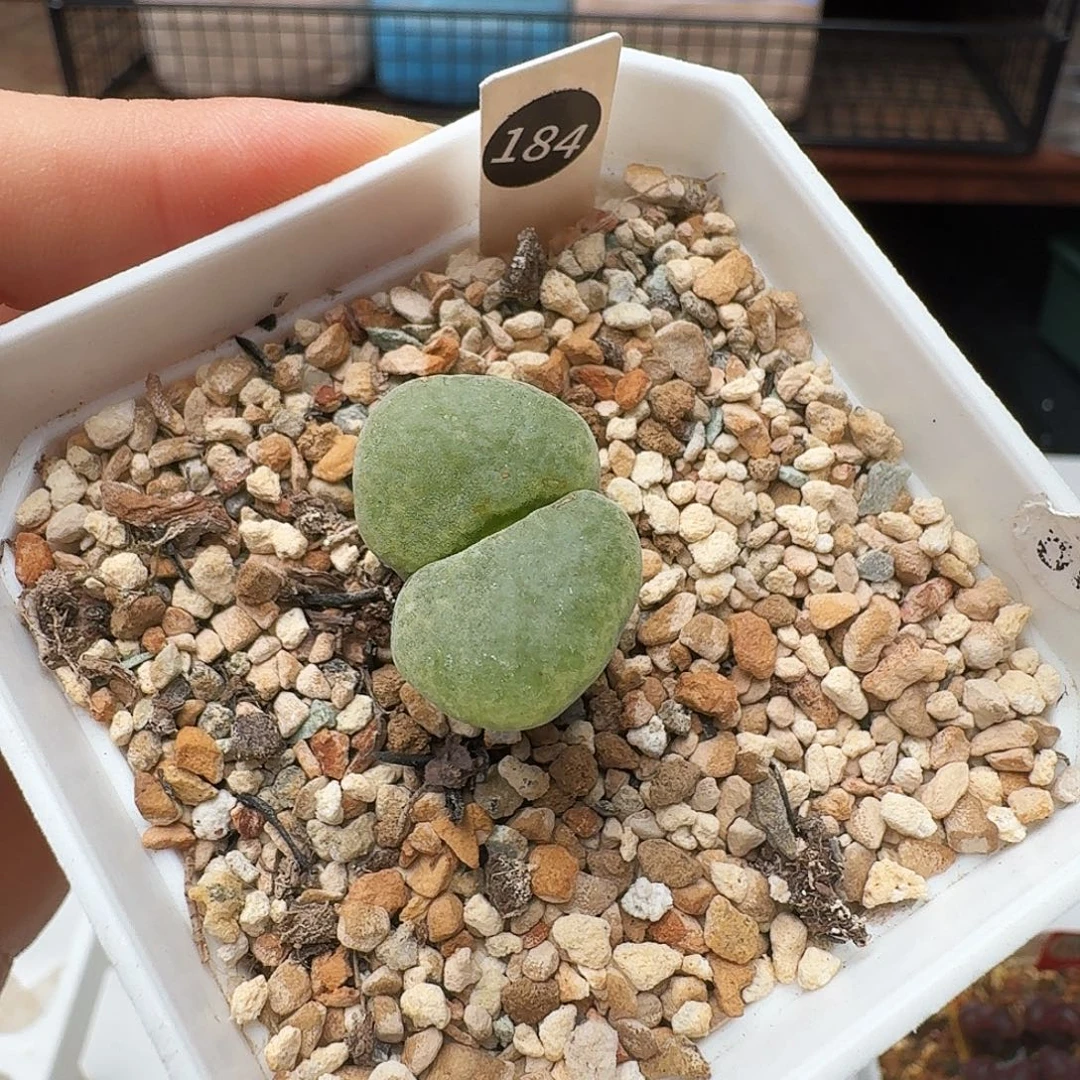 多肉植物福利风铃184