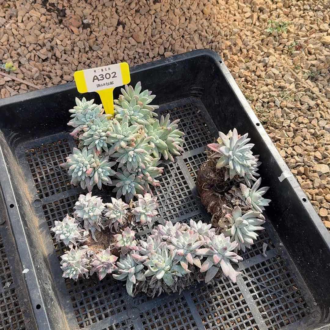 多肉植物仙女杯A302