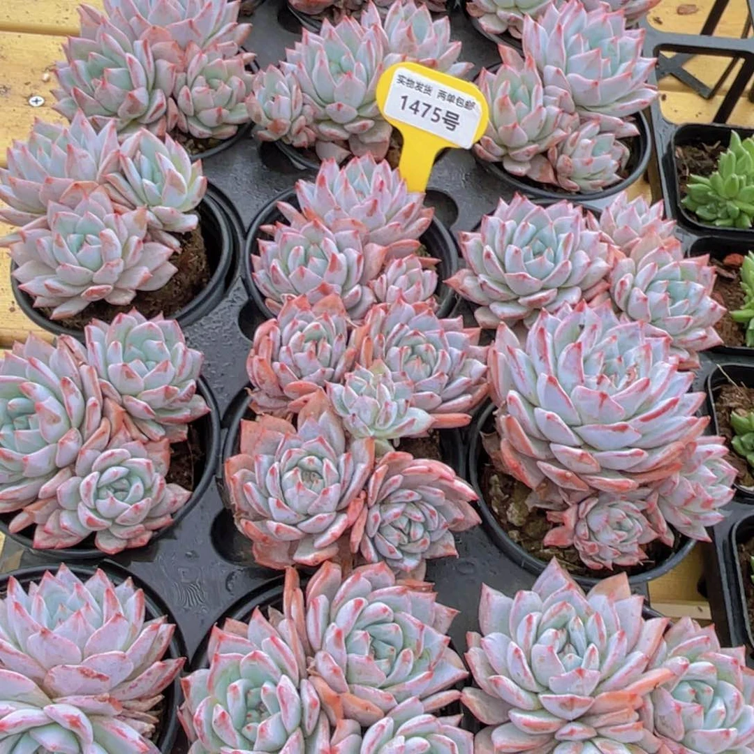 1475号 韩版粉蓝鸟大群生一个