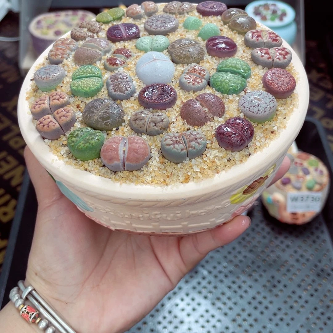 w3734 带盆土发货一物一拍