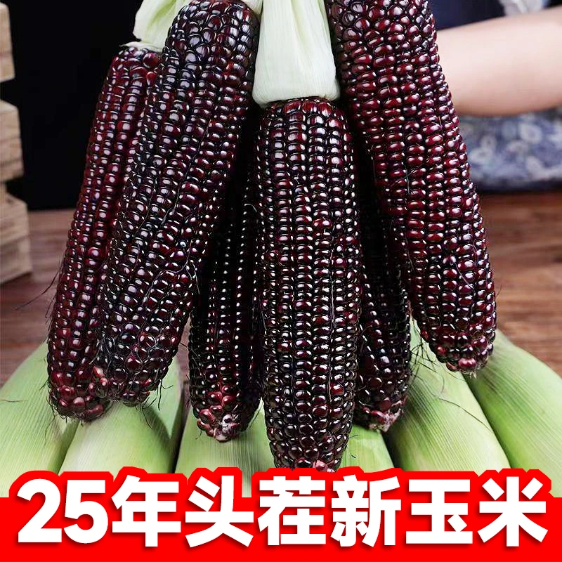 穗康新鲜真空黑糯玉米8支4斤大棒真空装软糯香甜粗粮早餐大苞米
