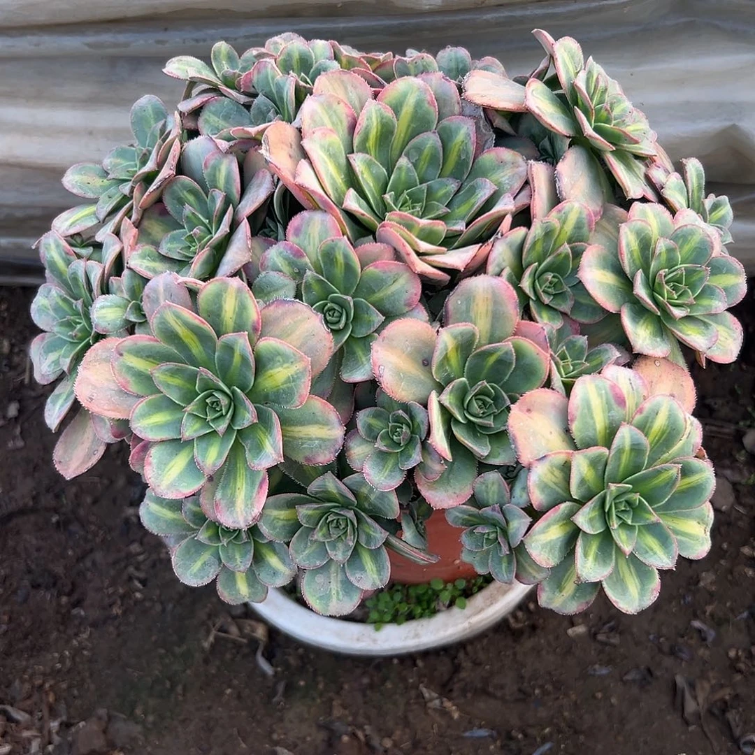 王****多肉植物星爆中班