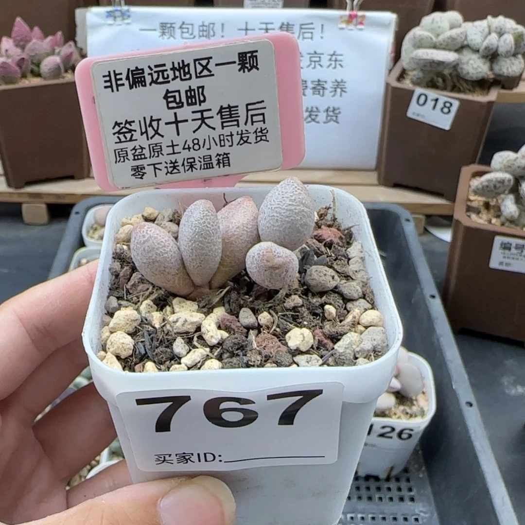 落**花767奶油泡芙多肉