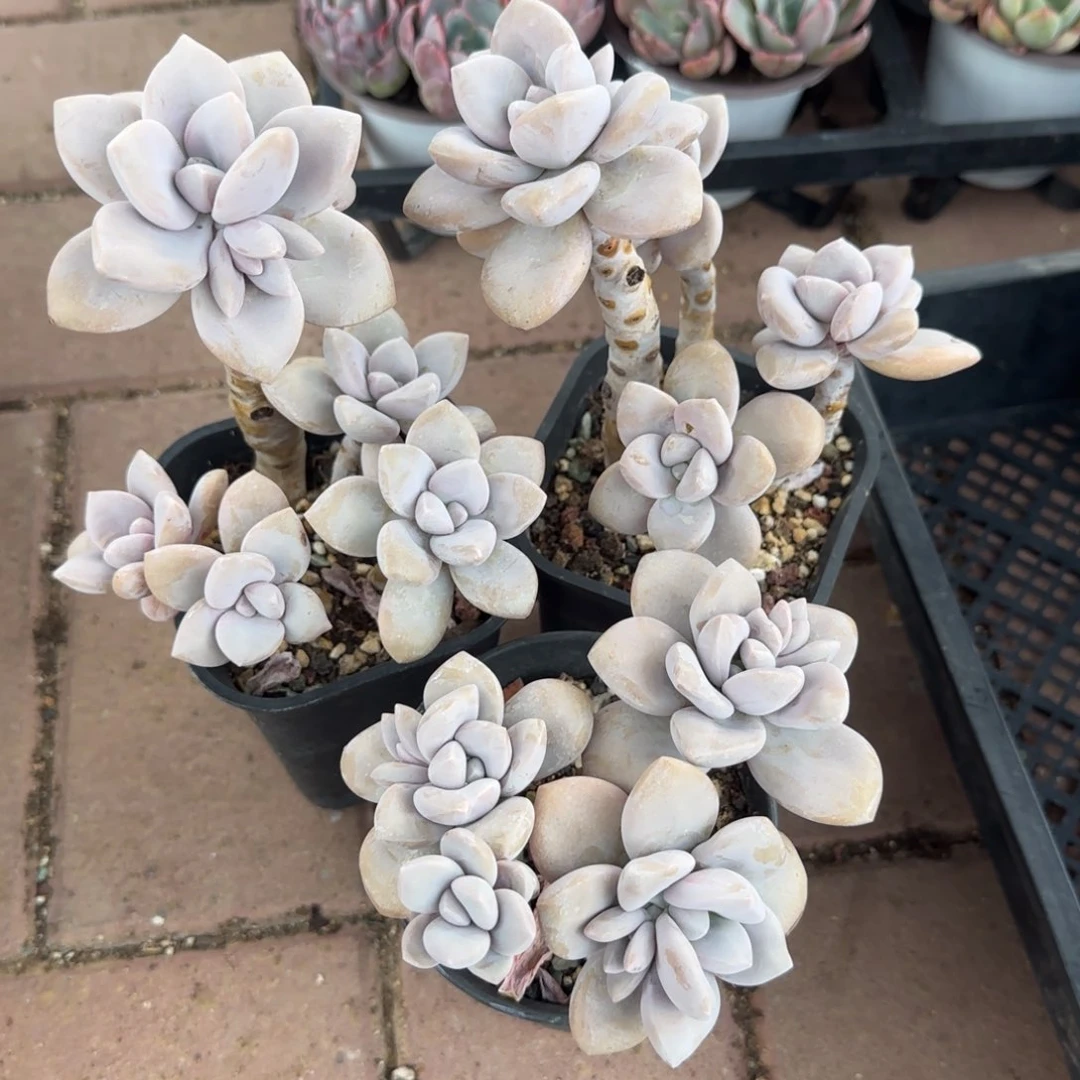 刘*桃霜老桩多肉五十包邮