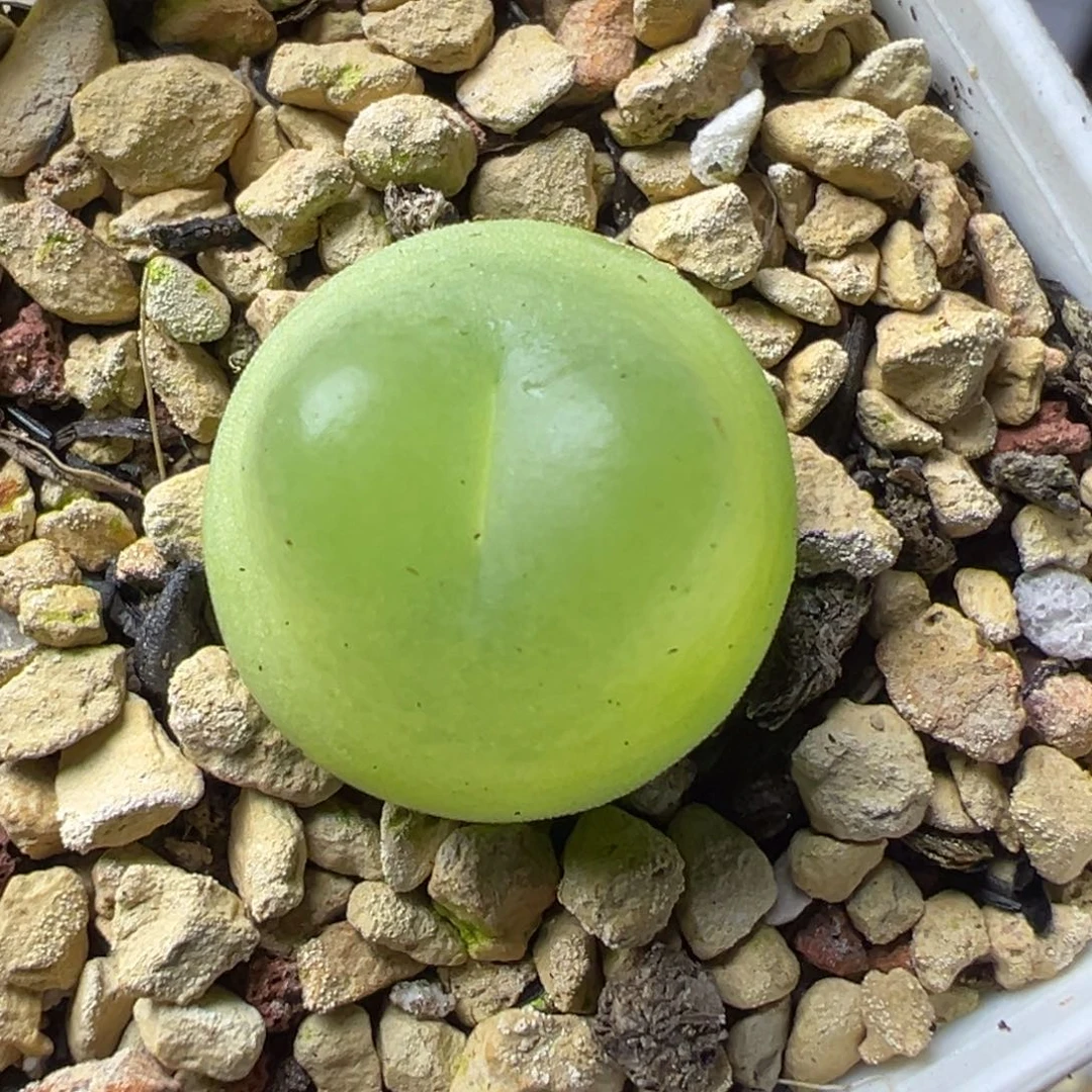 日系拉登母本一物一拍