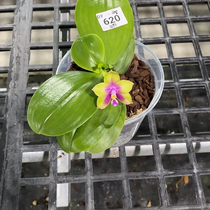 完全开放4.5寸杯弥陀王子彩虹个体